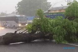 Hati-Hati di Jalan Lur, Hujan Lebat, Pohon Ambruk di Barat PKU Sragen