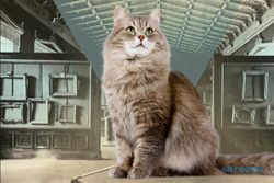Museum Hermitage Rusia Jadi Rumah Puluhan Kucing