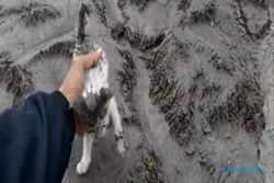 Kabar Terbaru Kucing Selamat dari Erupsi Semeru, Diberi Nama Semeru