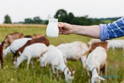 Berikut Ini Manfaat Susu Kambing bagi Kesehatan Tubuh