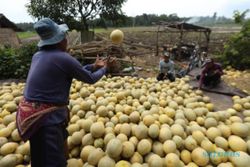 Peluang Ekspor Hortikultura dan Kesejukan Berwisata di Umbul Pengging