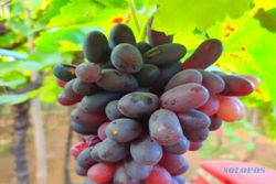 Desa Wisata Petik Anggur di Purbalingga, Ada 50 Jenis Buah