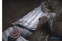 Ngeri! Tidur di Hutan, Pria Ini Didatangi Gerombolan Macan Tutul