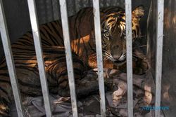 Memangsa Ternak, Harimau Sumatra Masuk Kandang Jebak BKSDA di Sumbar