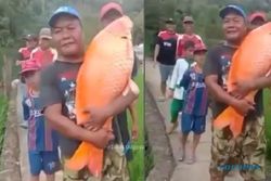 Heboh Penemuan Ikan Emas Jumbo 15 Kg di Banten, Begini Penampakannya