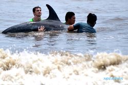 Upaya Penyelamatan Lumba-Lumba Terdampar di Pantai Pedanggalak Bali