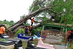 Sebelum Tumbang, BPBD Sukoharjo dan Sukarelawan Pangkasi Pohon Tua