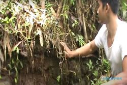 Ada Harta Karun Mataram Kuno di Geopark Karangsambung