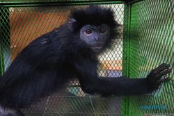 Mengenal Primata Endemik Pulau Jawa yang Dikenal Cerdas Namun Pemalu