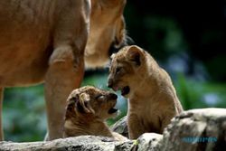 Wuih, Dua Bayi Singa Afrika Lahir di Kebun Binatang Bandung
