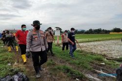 Petani dan TNI/Polri Gencar Geropyok Tikus di Sawah IP 400 Sukoharjo