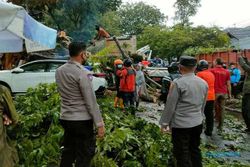 Angin Kencang Terjang Semarang, Pohon Tumbang Timpa 3 Mobil