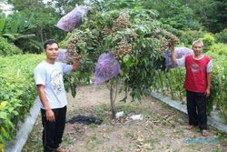 Asyik, Ada Agrowisata Petik Buah Kelengkeng di Jatinom Klaten