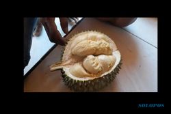 Jangan Ngaku Pecinta Durian Kalau Belum Cicip Durian Segulung Madiun