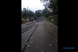 Brukkk! Pohon Tumbang di Pemalang Timpa 14 Tiang Listrik & 3 Mobil