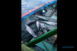 Viral Nelayan Tangkap Ikan Lumba-Lumba di Pacitan, Polisi Turun Tangan