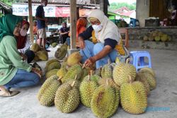 Saatnya Berburu Durian Lereng Merapi Klaten, Ini Tips dari Pedagang