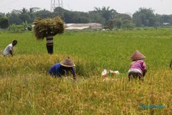 10.000 Hektare Lahan di Klaten Disiapkan untuk Program IP 400