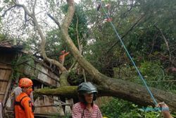 Angin Kencang di Grobogan Sebabkan Pohon Tumbang dan Rumah Roboh