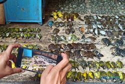 Pengiriman Terlalu Lama, Ratusan Ekor Burung Mati di Pasar Depok Solo