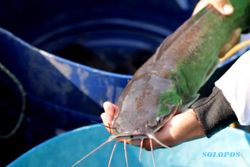 Kisah Nyi Lurah di Balik Larangan Makan Ikan Lele Bagi Warga Lamongan