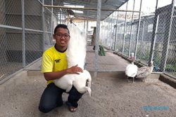 Pemuda Klaten Raup Omzet Ratusan Juta per Bulan Gegara Ternak Ayam Hias