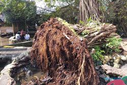 Foto-Foto Pohon Beringin di Umbul Manten Klaten Tumbang Diterjang Angin