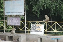 Legenda Kera Jelmaan Manusia di Petilasan Sunan Kalijaga Cirebon