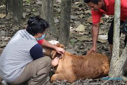 Kasus Antraks di Gunungkidul, Ribuan Sapi di Perbatasan Klaten Divaksin