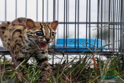 Kucing Hutan Jawa, Satwa Langka yang Diperjualbelikan Secara Ilegal