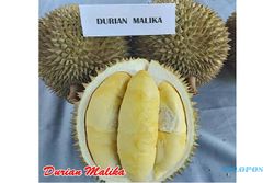 Langka! Pohon Durian Malika Asli Semarang Cuma Ada 1 di Dunia