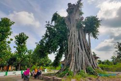 Percaya Danyang Sri Tanjung, Warga Jaten Tak Berani Tebang Pohon Bulu