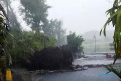 Diterjang Angin Kencang, Pohon Beringin di Umbul Manten Klaten Tumbang