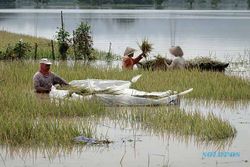 Banjir Kembali Landa Wilayah Banyumas, Ratusan Hektar Sawah Terendam