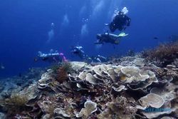 Pesona Bawah Laut Wakatobi, Punya Ratusan Jenis Ikan dan Terumbu Karang