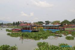 Eceng Gondok Rawa Jombor Klaten Subur, Pemilik Perahu Wisata Pusing