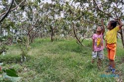 Sensasi Beli Jambu Petik dari Pohon di Karanganyar, Bisa Selfie Hlo