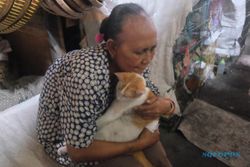 Enggak Tega, Pedagang Pasar Jongke Solo Ini Rawat 10 Kucing Buangan