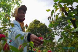 Harga Anjlok, Petani Mawar di Boyolali Menanti Berkah Bulan Ruwah