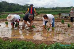 Pilih Organik, 70 Persen Petani Sambirejo Karanganyar Tinggalkan Pupuk Kimia