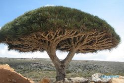 Apa Kabar Socotra yang Katanya Pulau Dajjal?