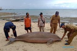 Dugong Mati di Pulau Morotai, Spesies Rentan Buruan Ritual Klenik