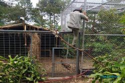 Rasi Macan Tutul Betina Akan Dilepasliarkan di TN Gunung Ciremai