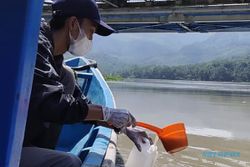 Lagi! Ribuan Ikan Ditemukan Mati di Tepi Sungai Serayu