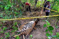 Kasus Peternak Racuni Harimau hingga Mati Mulai Disidangkan