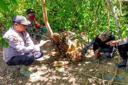 3 Harimau Mati Terjerat, 2 Pemburu Babi Jadi Tersangka
