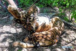 Foto-Foto Tiga Ekor Harimau Sumatra Mati Terkena Jerat Babi di Aceh