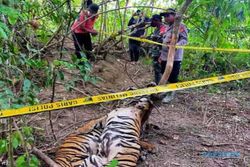 Makin Banyak Harimau Sumatra Mati Karena Jeratan Perangkap Babi