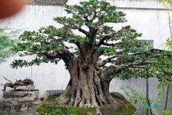 10 Berita Terpopuler: Penampakan Bonsai Seharga Rubicon & Polemik UYM