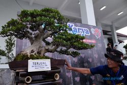 Seno Gede Beli Bonsai Rp75 Juta Milik Warga Boyolali, Ini Wujudnya